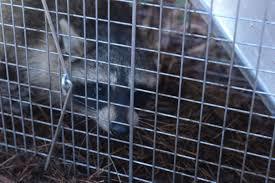 Predator Guard raccoon inside a trap