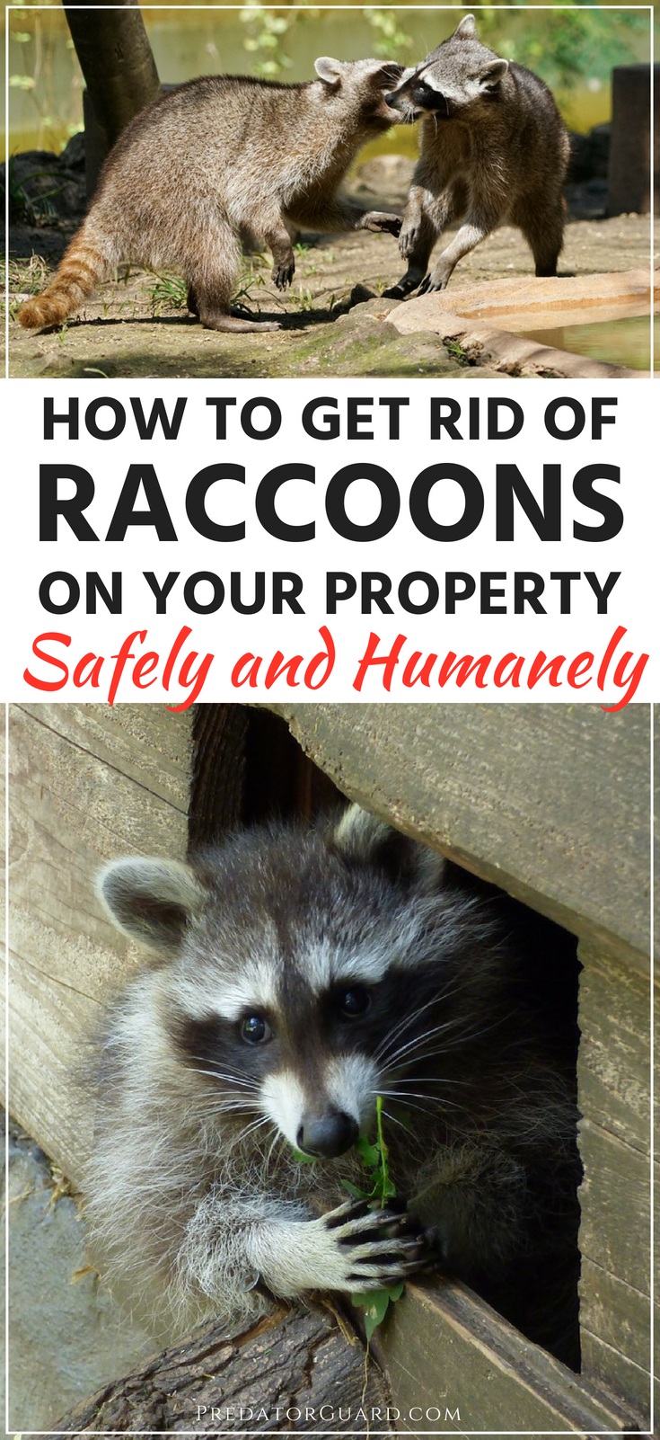 How To Get Rid of Raccoons - Predator Guard - Predator Deterrents and Repellents - How To Get Rid Of Raccoons In Your Yard