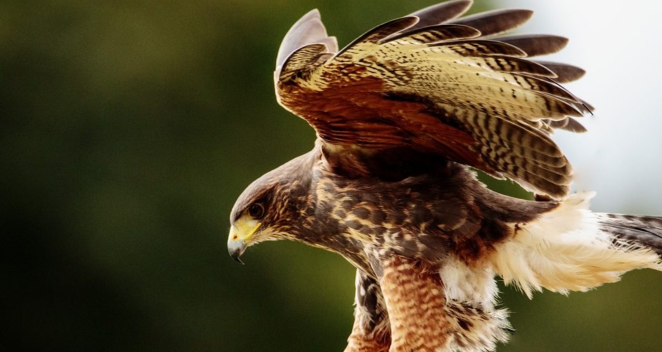 How-To-Protect-Chickens-From-Hawks-Hawk-960x510 (1)
