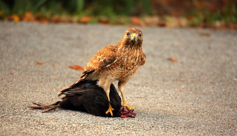 Predator Guard hawk attacked chicken