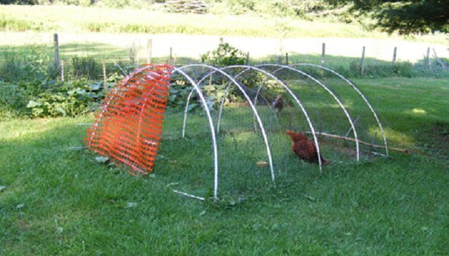 Predator Guard chickens inside safety shelter