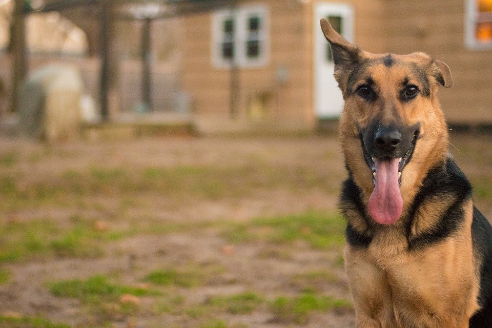 Predator Guard dog sticking out its tongue and has one ear up in backyard