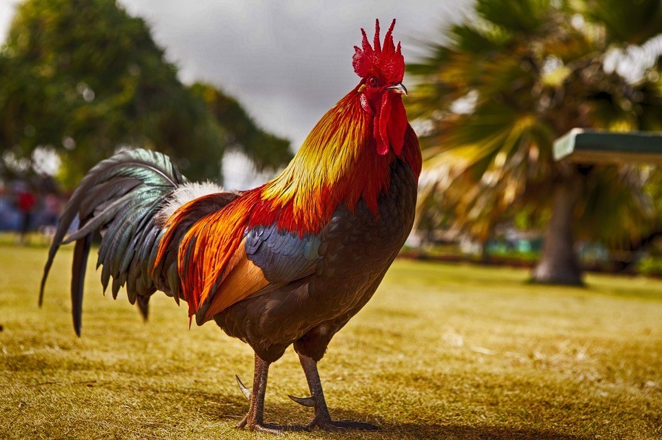 Predator Guard rooster
