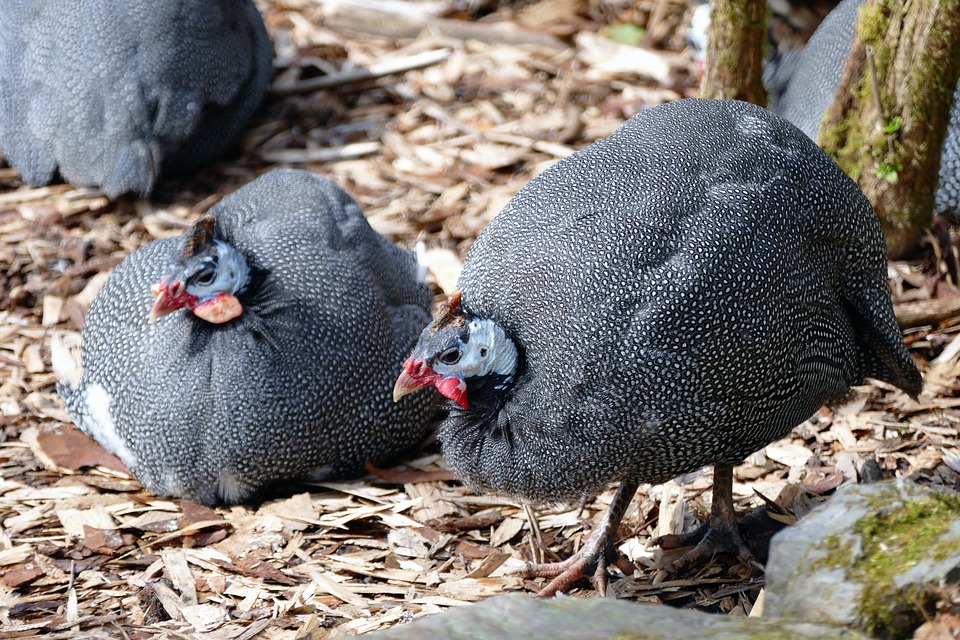 Predator Guard two chickens on walking and laying on ground with dry leaves and plants