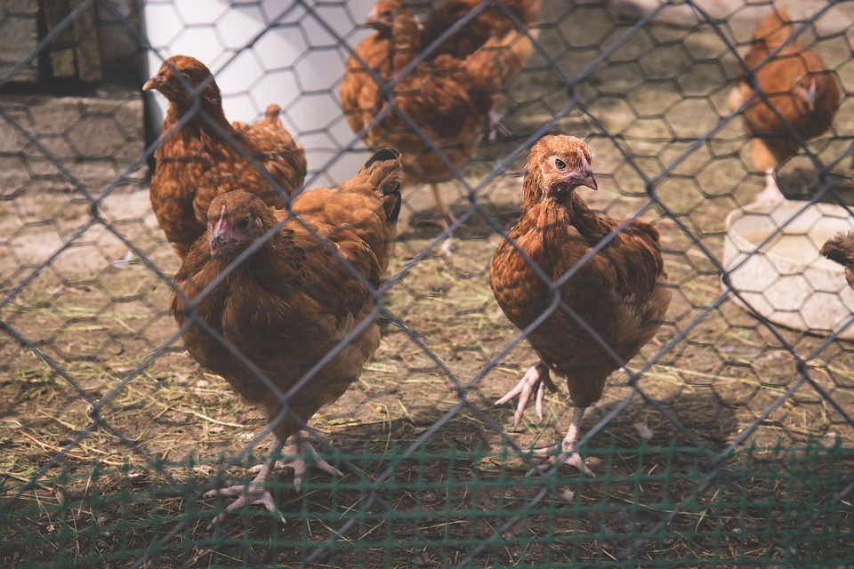 Predator Guard chickens inside wire fence