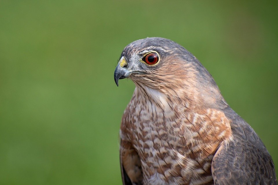 Predator Guard close up of hawk head looking at the side