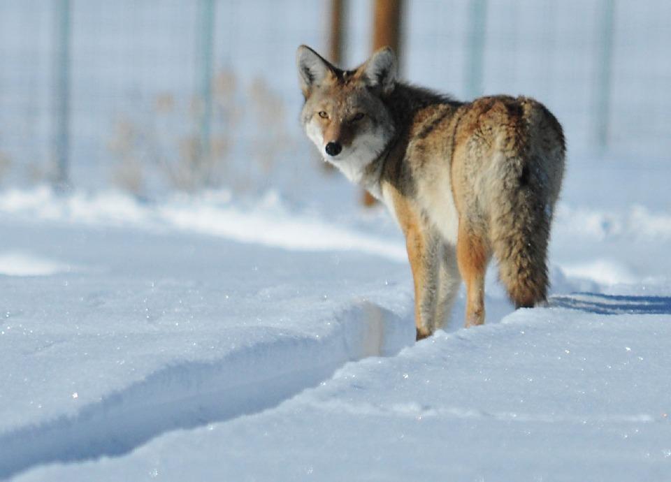 Predator Guard coyote in snowy area looking back