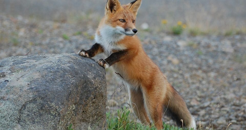 Predator Guard fox holding on to a rock