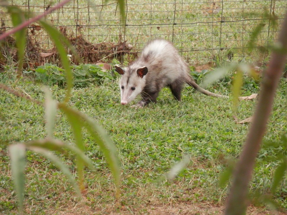 Predator Guard opossum in backyard grass in front of wire fence 