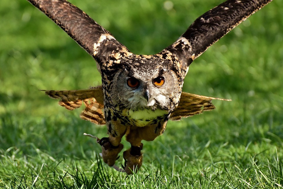 Predator Guard owl with its wings spread flying near the ground