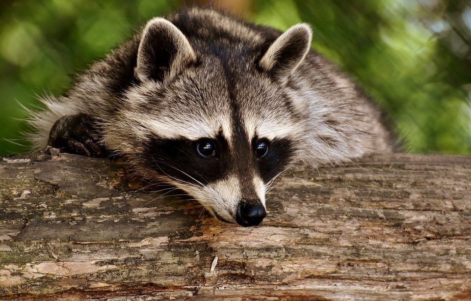 Predator Guard raccoon on top of wood log