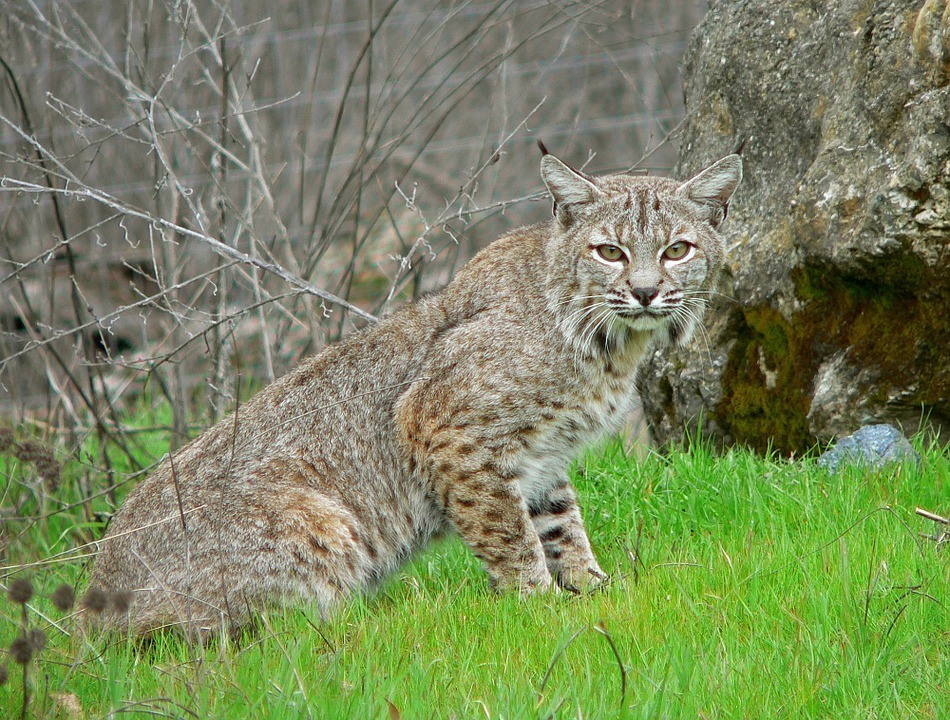 Predator Guard bobcat in grassy area looking straight ahead