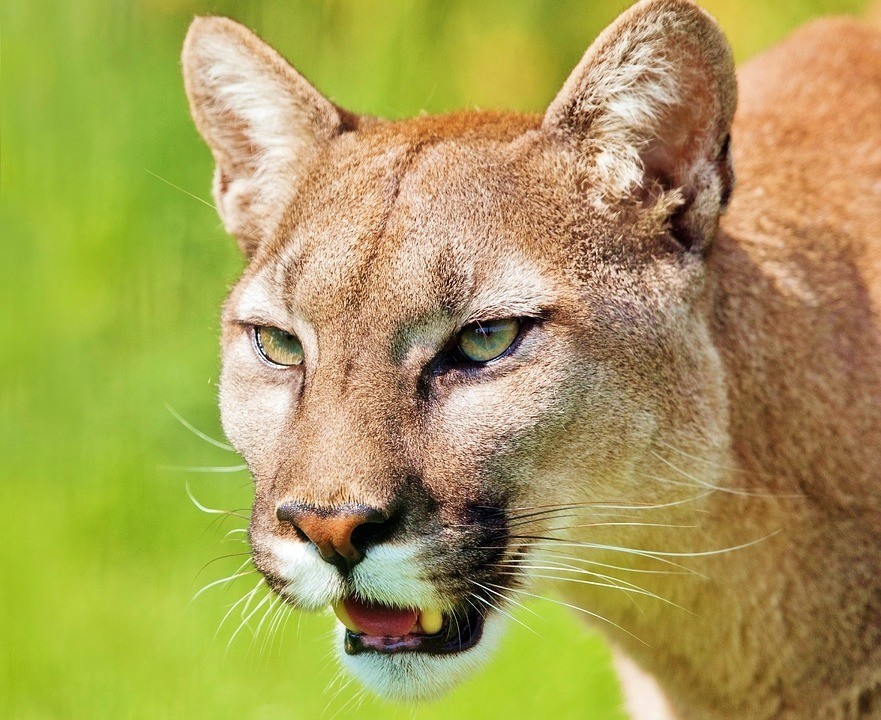 Predator Guard close up of mountain lion head with mouth slightly open 