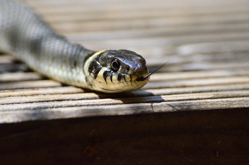 Predator Guard close up of snake head with its tongue out