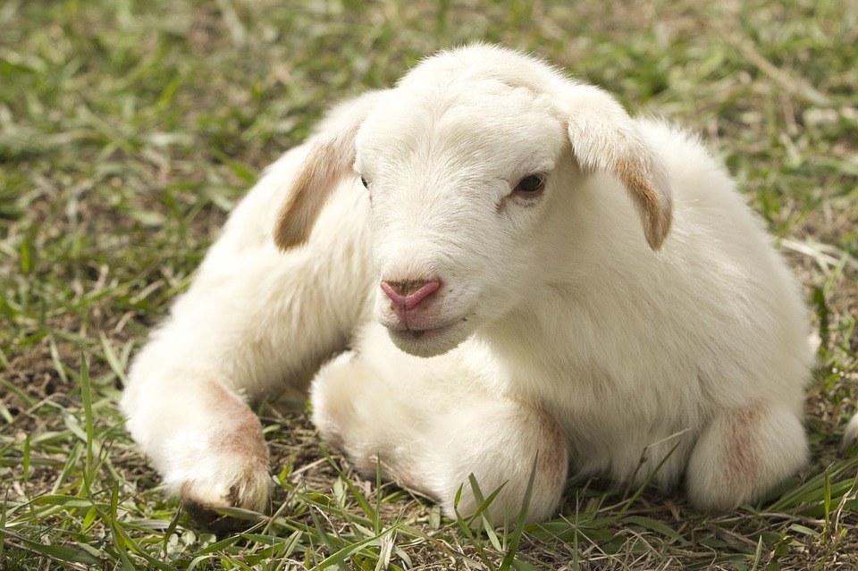 Predator Guard small sheep laying on grass