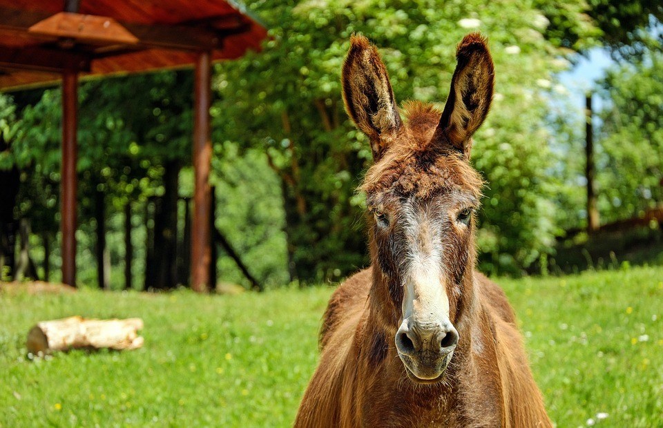 Predator Guard donkey in grassy area