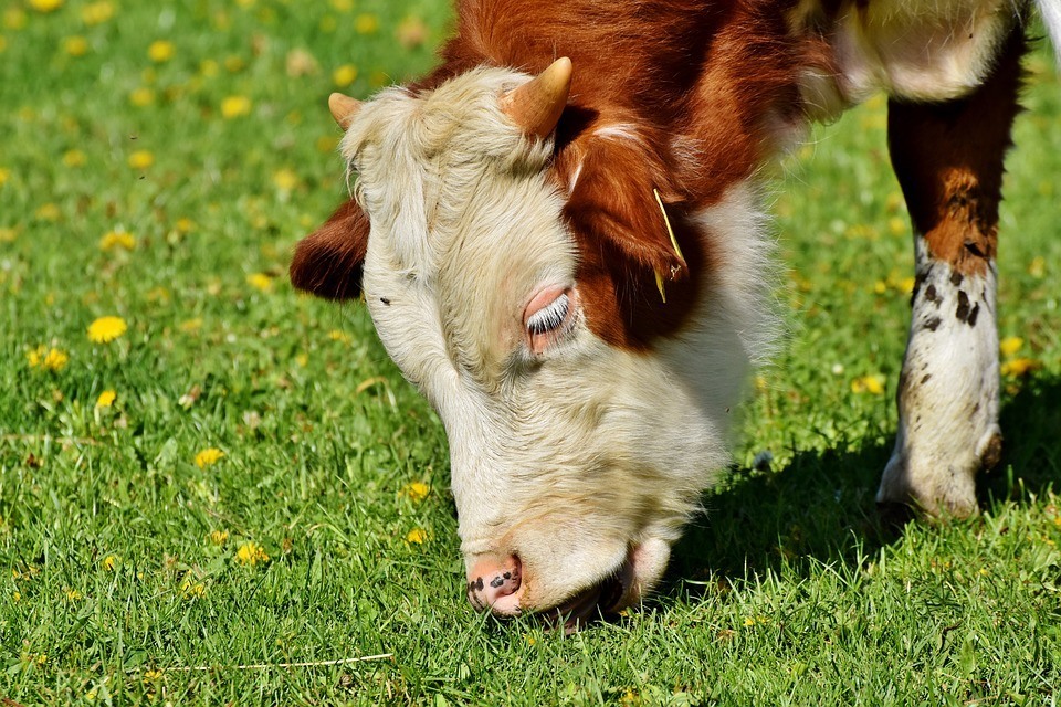 Predator Guard cow eating grass on the ground