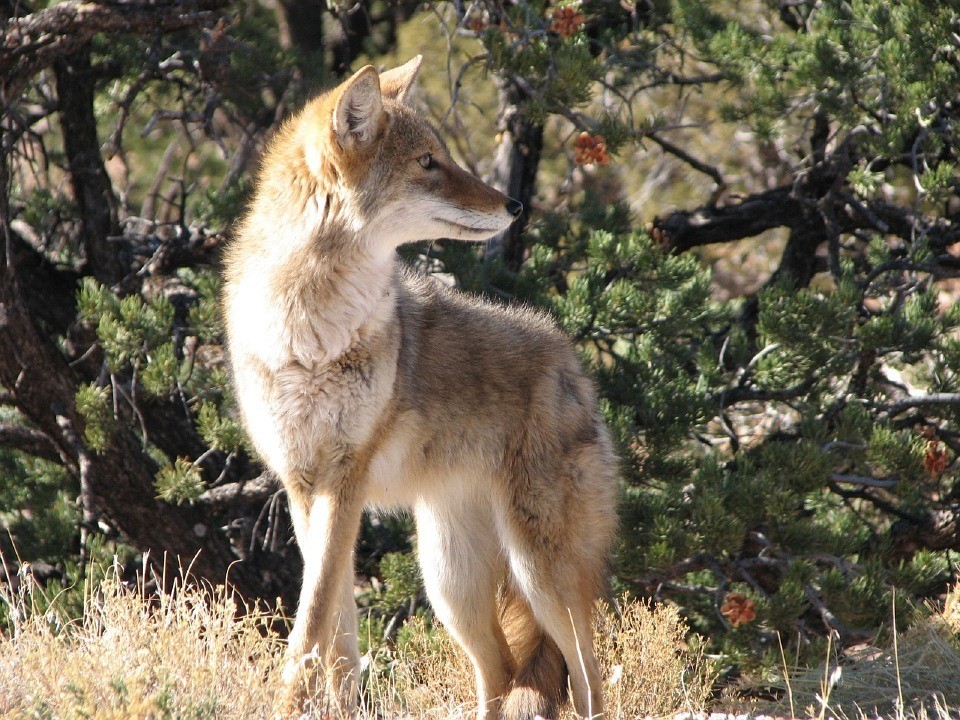 Predator Guard coyote in grassland looking at the side