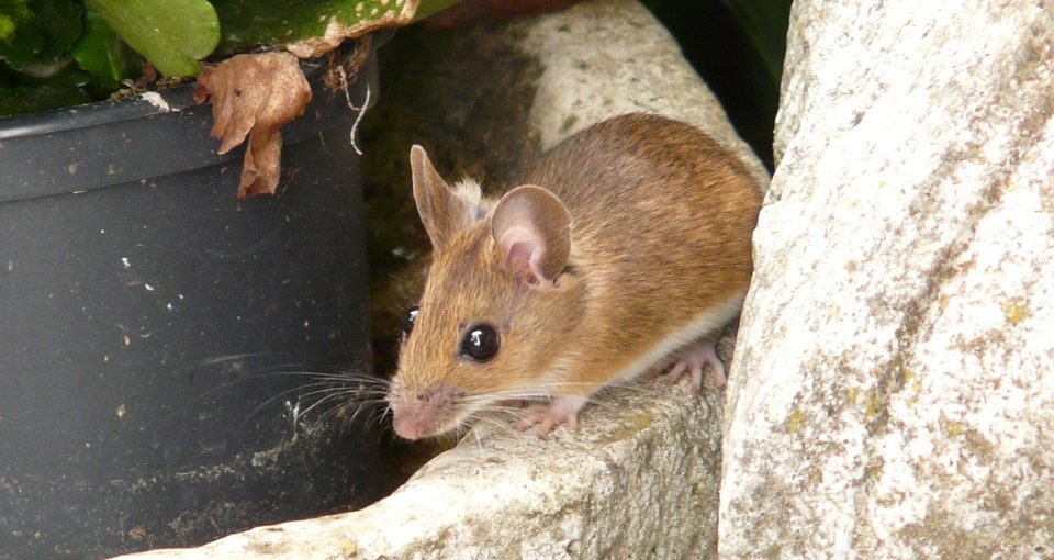 How-To-Stop-Rodents-Eating-Car-Wiring-960x510