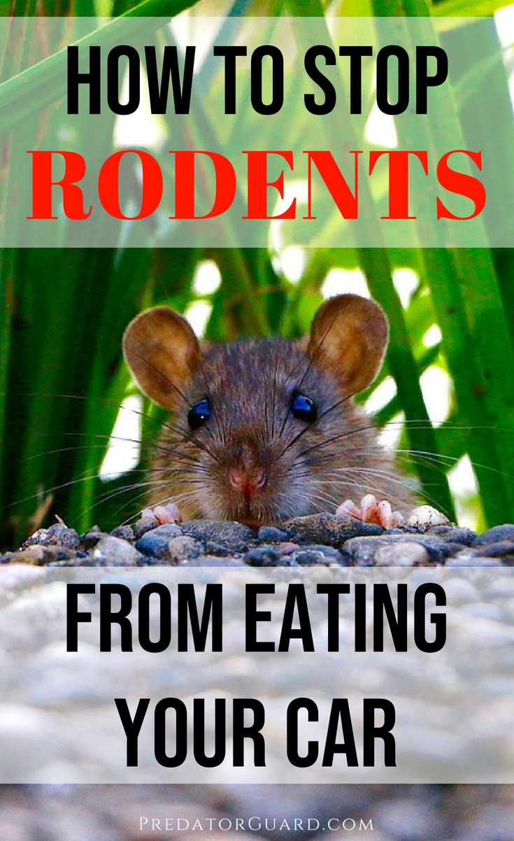 How To Stop Rats, Mice, And Other Rodents Eating Car Wiring - Predator