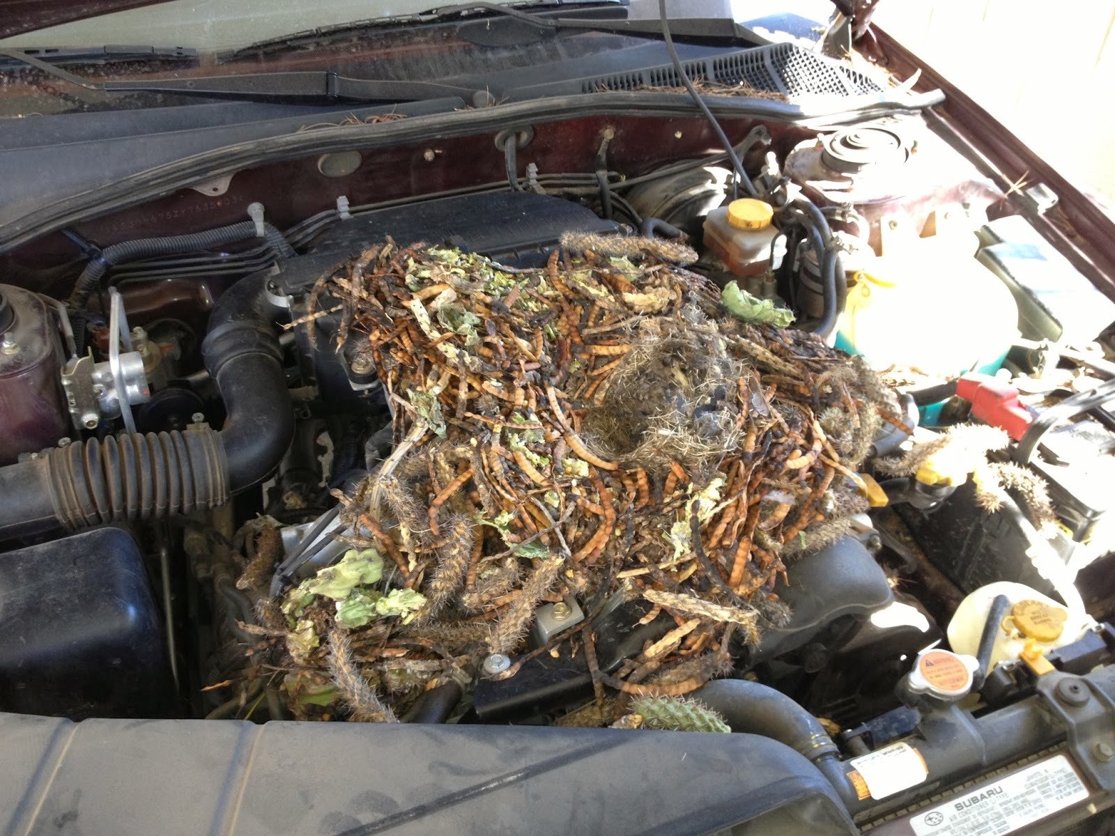 How To Keep Mice Out Of Car Engine Compartment - How To Keep Mice Out