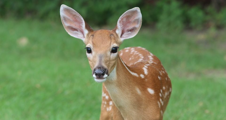 How-To-Keep-Deer-Out-960x510