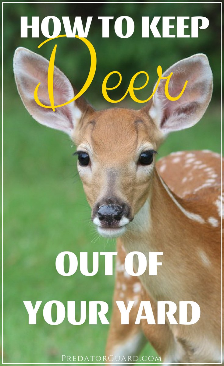 How-To-Keep-Deer-Out-of-Your-Yard