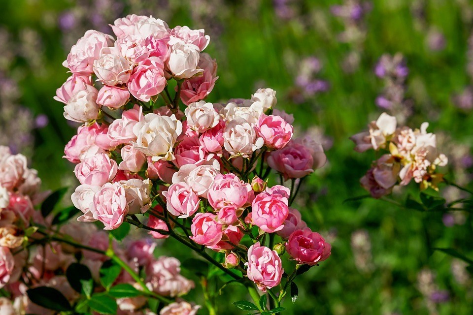 Predator Guard pink flowers