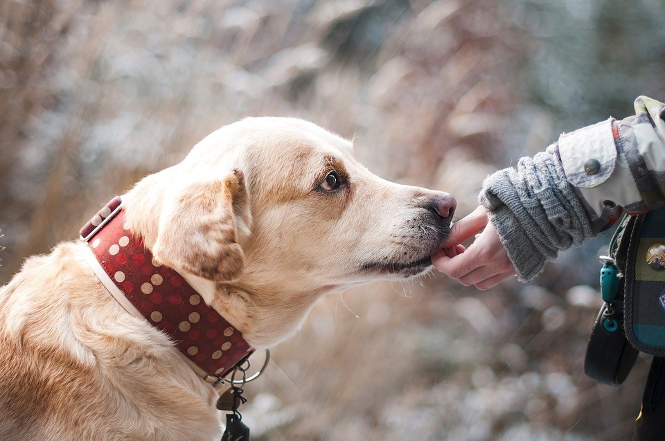 Predator Guard dog being fed by human