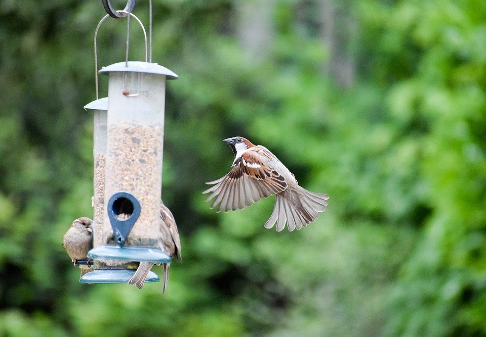 Predator Guard birds eating and going to bird feeder