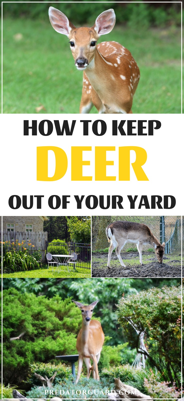 Keep deer shop out of yard