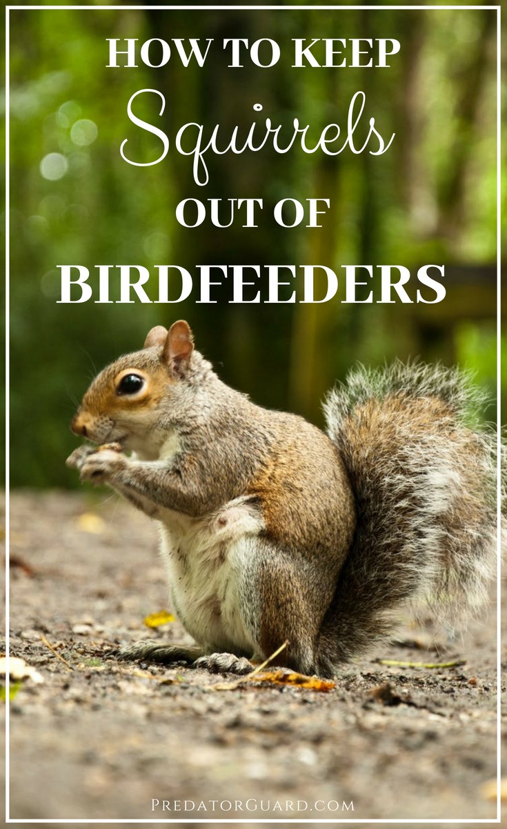 How-To-Keep-Squirrels-Out-of-Birdfeeders