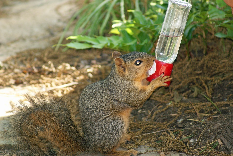 Predator Guard squirrel drinking water from bird feeder