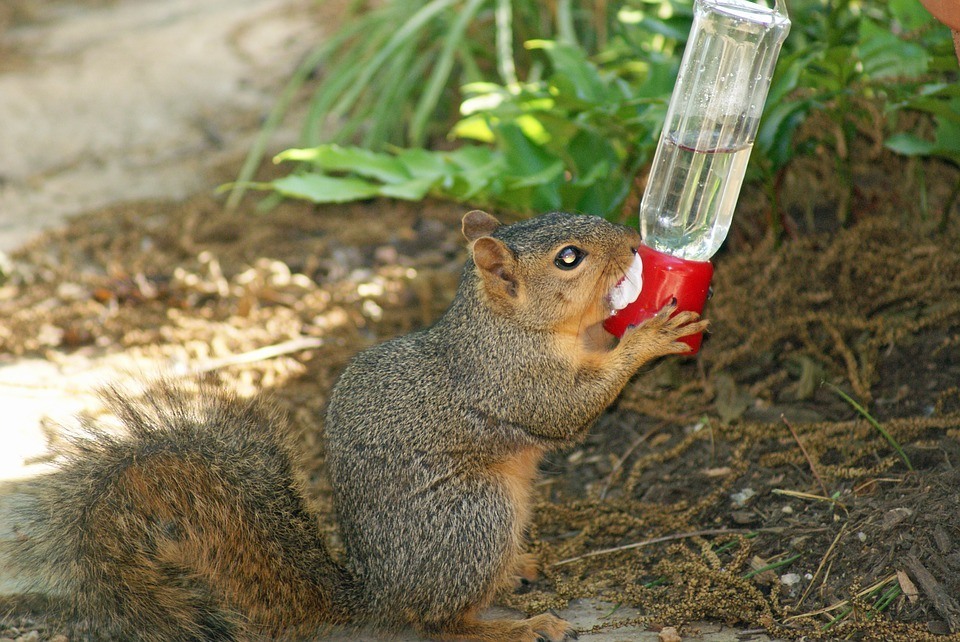 keeping squirrels out of bird feeders