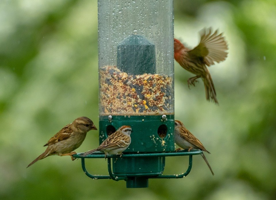 Predator Guard birds eating from bird feeder