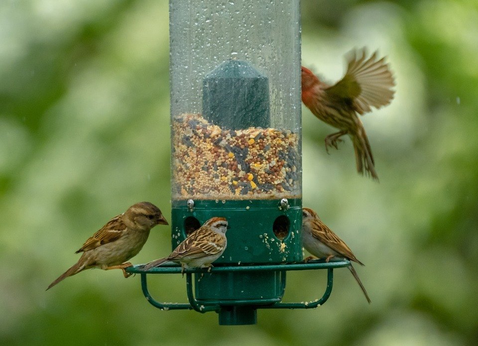 keeping squirrels out of bird feeders