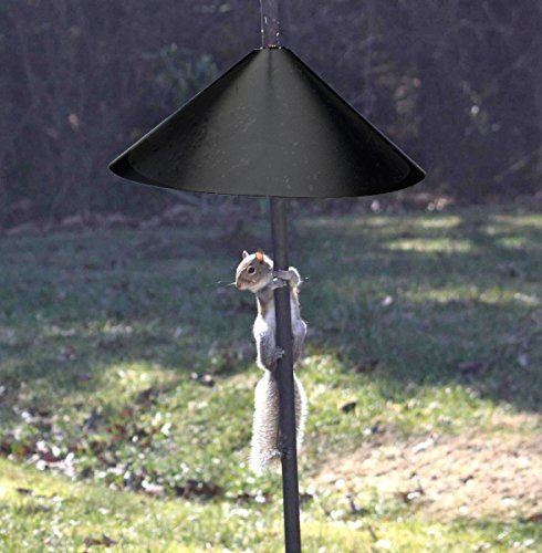 Predator Guard squirrel climbing on a pole with a baffle