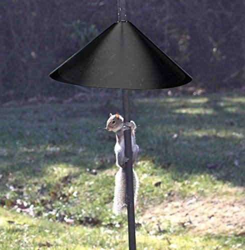 How To Keep Squirrels Out Of Birdfeeders Predator Guard