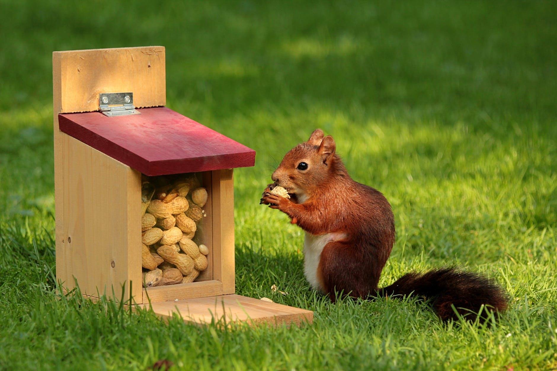 Predator Guard squirrel eating peanuts from wooden feeder