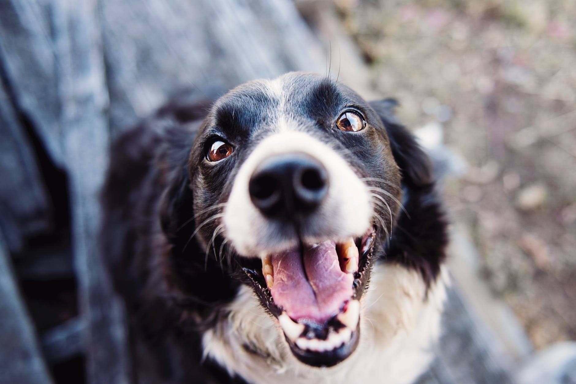 Predator Guard close up of dog smiling with mouth wide open