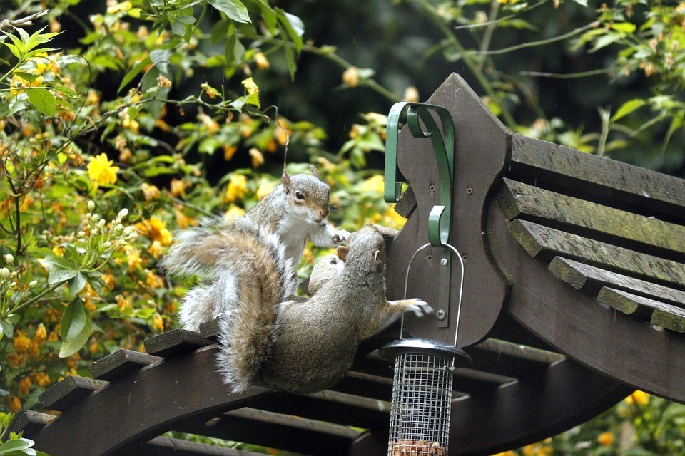 Predator Guard two squirrels trying to get to metal feeder