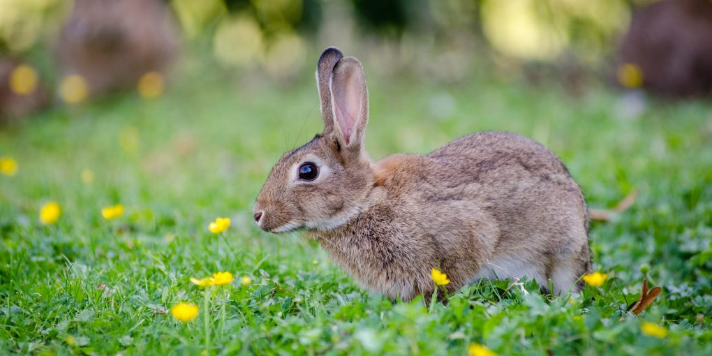 Keeping-Pest-Animals-Out-Of-Your-Garden-Rabbits-1020x510