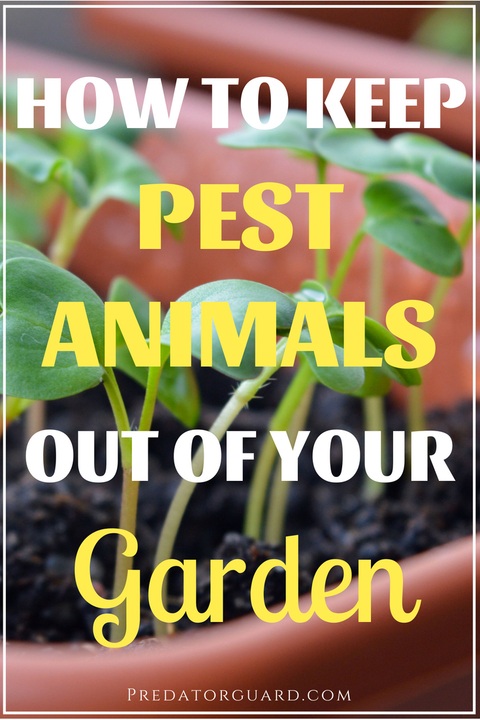 Keeping Pest Animals Out Of Your Garden Predator Guard