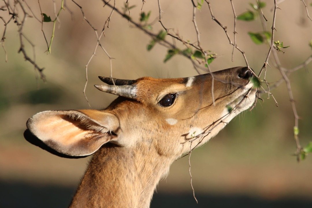 Predator Guard deer eating from tree branches