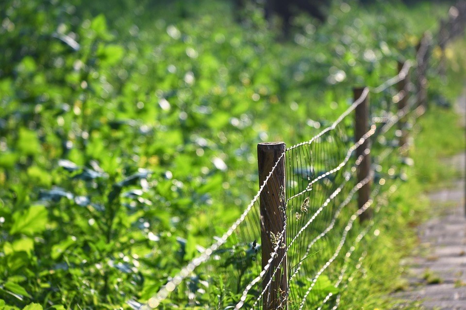 Keeping Pest Animals Out Of Your Garden Predator Guard