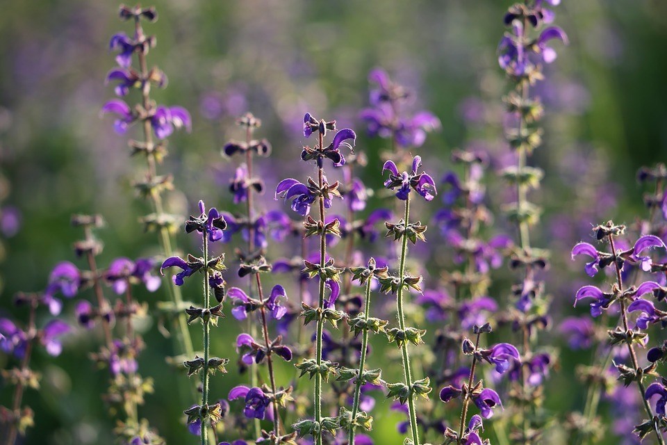 Predator Guard sage plant with purple flowers