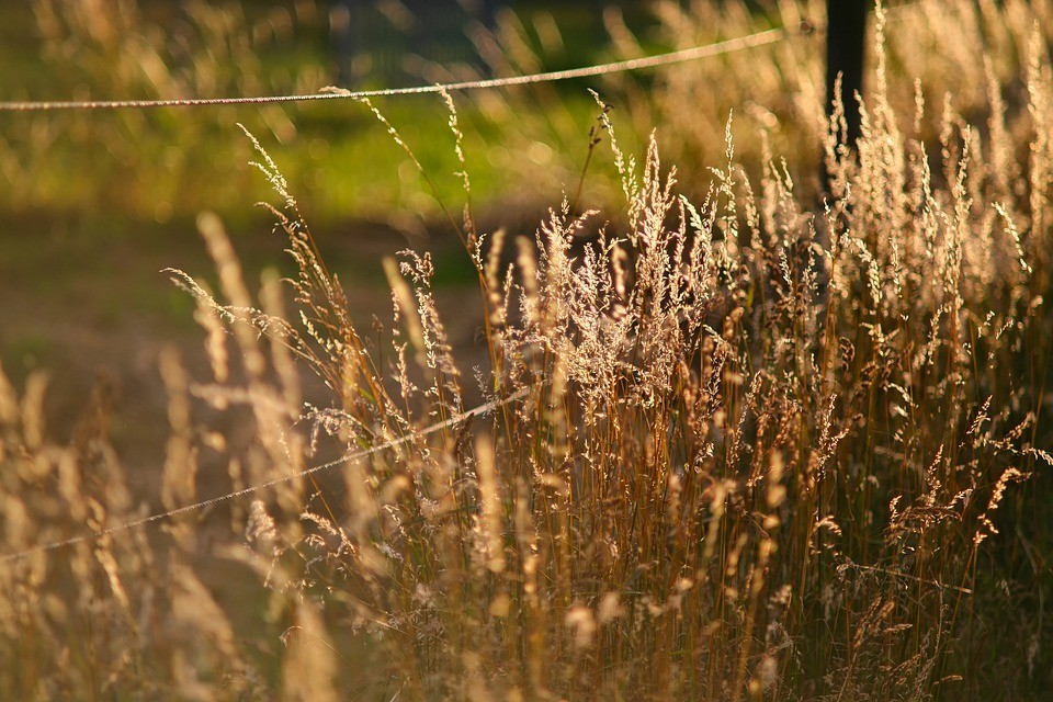 Predator Guard dry shrubs