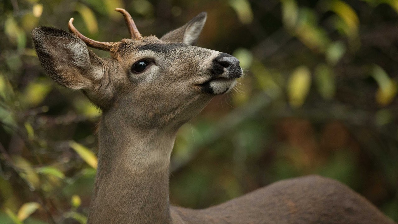 sniffing-deer-1280x720