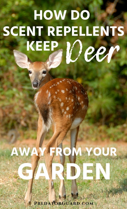 How Do Scent Repellents Keep Deer Away From Your Garden