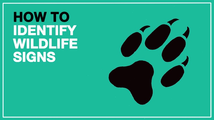 How-To-Identify-Signs-of-Wild-Animals-Featured